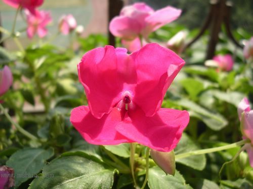 ��hoho���������ﲥ������P7������ƴ�ţ�����ˣ���