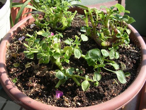 ��hoho���������ﲥ������P7������ƴ�ţ�����ˣ���