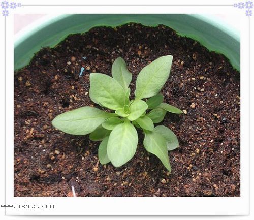 ��hoho���������ﲥ������P7������ƴ�ţ�����ˣ���