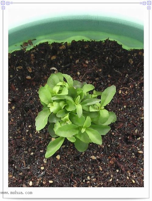 ��hoho���������ﲥ������P7������ƴ�ţ�����ˣ���