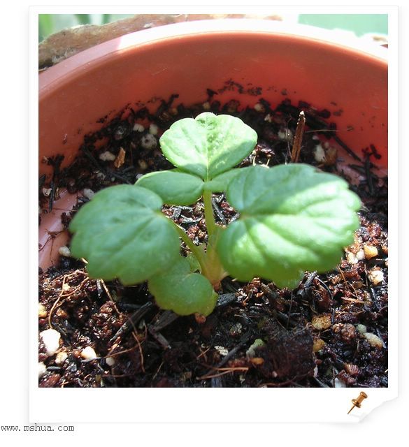 ��hoho���������ﲥ������P7������ƴ�ţ�����ˣ���