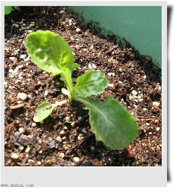 ��hoho���������ﲥ������P7������ƴ�ţ�����ˣ���