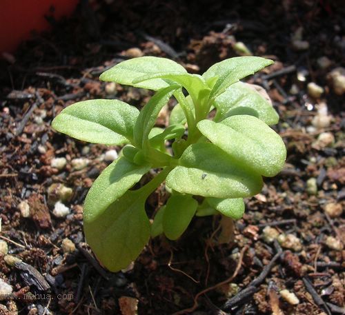 ��hoho���������ﲥ������P7������ƴ�ţ�����ˣ���