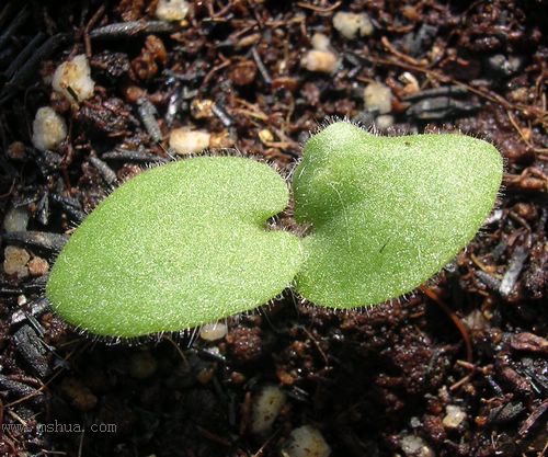 ��hoho���������ﲥ������P7������ƴ�ţ�����ˣ���