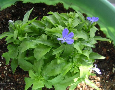 ��hoho���������ﲥ������P7������ƴ�ţ�����ˣ���