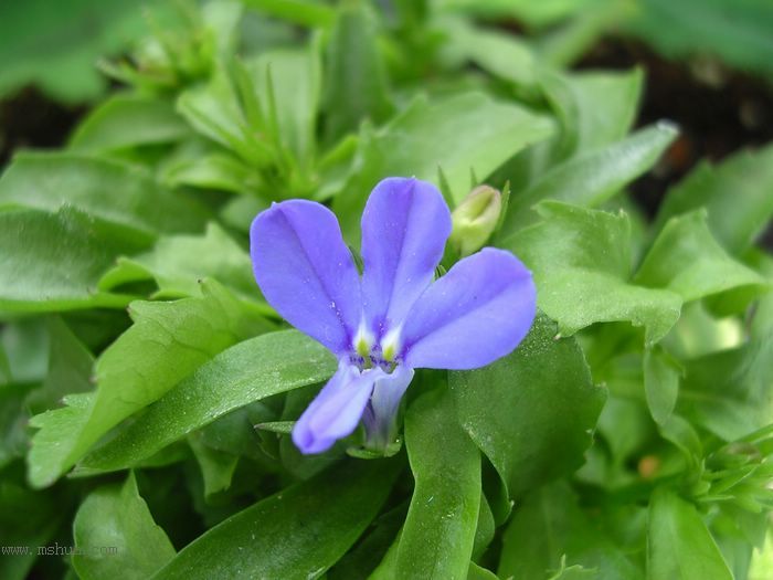 ��hoho���������ﲥ������P7������ƴ�ţ�����ˣ���