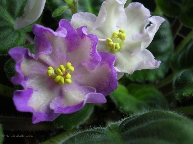 [��ˮ]��������ˮ��