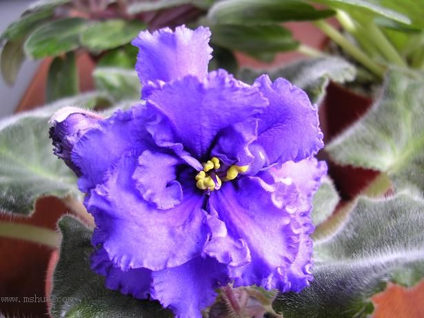 [��ˮ]��������ˮ��