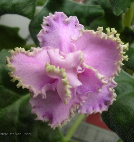 [��ˮ]��������ˮ��