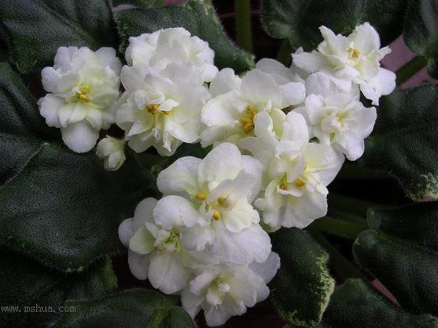 [��ˮ]��������ˮ��