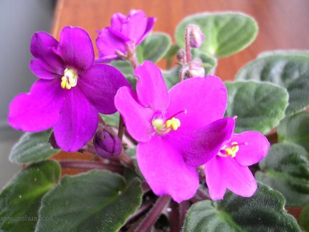 [��ˮ]��������ˮ��