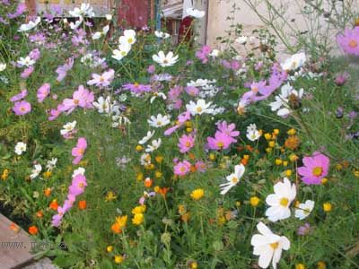 ��ϲ���Ĳ�˹��