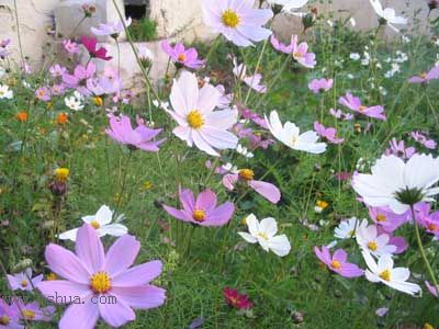 ��ϲ���Ĳ�˹��