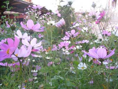 ��ϲ���Ĳ�˹��