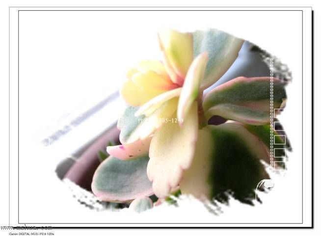 �뿴����û�С�����Ҷ+��Ҷ������