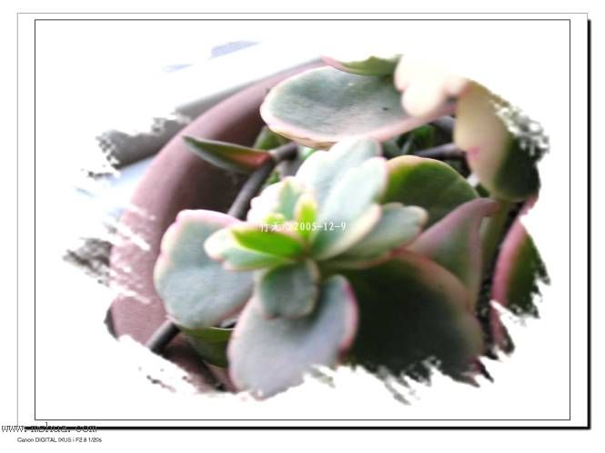 �뿴����û�С�����Ҷ+��Ҷ������