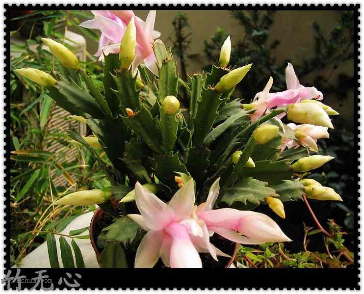 ������зצ����