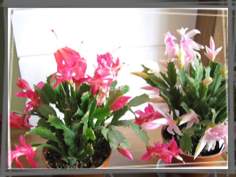 ������зצ����