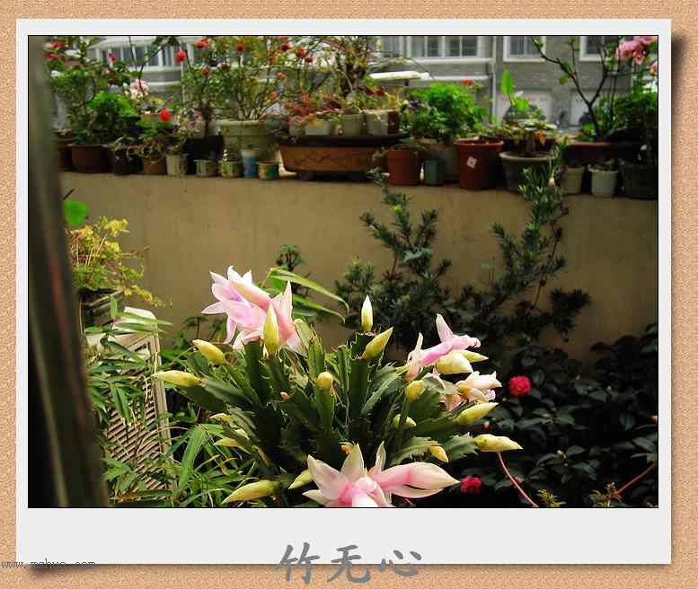 ������зצ����