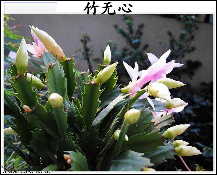 ������зצ����