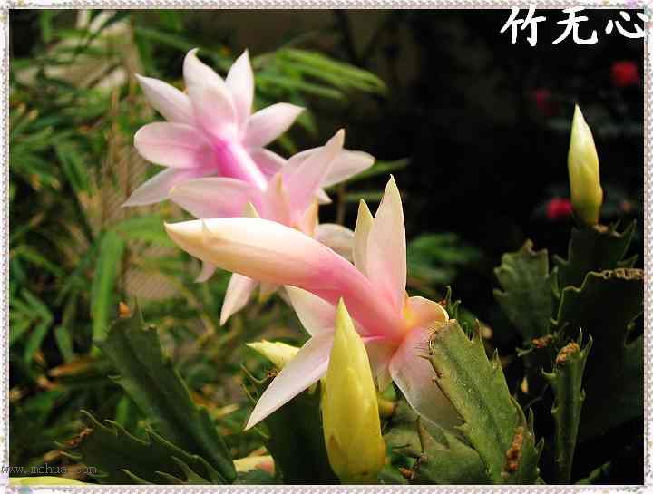 ������зצ����