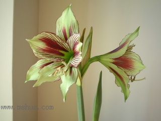 ��피t - �P�� Papilio Butterfly