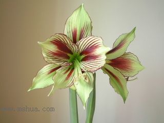 ��피t - �P�� Papilio Butterfly