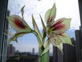 ��피t - �P�� Papilio Butterfly