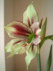 ��피t - �P�� Papilio Butterfly