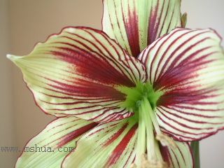 ��피t - �P�� Papilio Butterfly