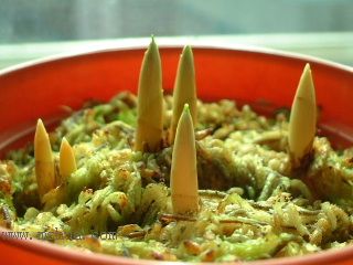 Kee Wee �Nֲ���t��