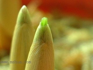 Kee Wee �Nֲ���t��