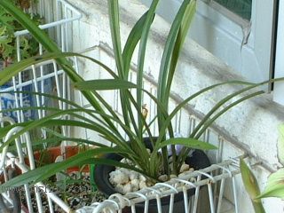 ��һ���ջ�