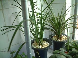 ��һ���ջ�