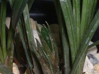 ��һ���ջ�