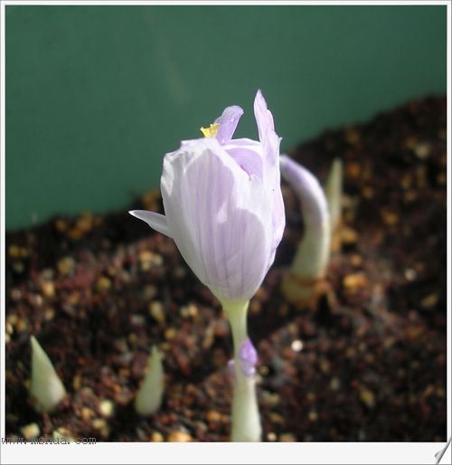 [��ͼ]Rachel�������ֲС�ǣ�