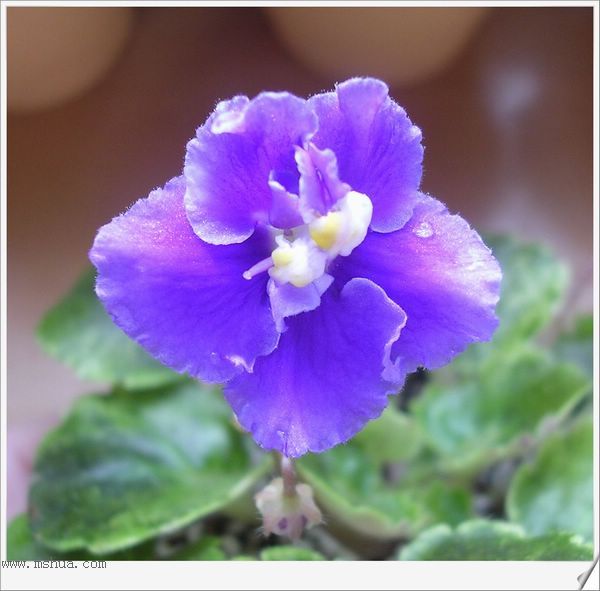 [����]Rachel������С�ǣ�P28��29С�ջ�