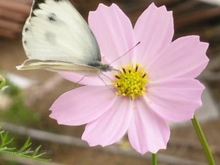 ��ϲ���Ĳ�˹��