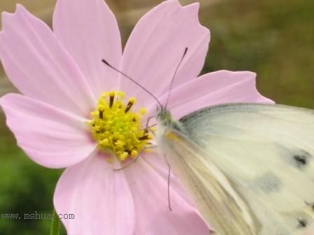 ��ϲ���Ĳ�˹��