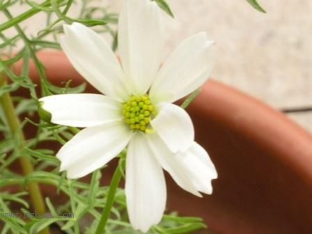 ��ϲ���Ĳ�˹��