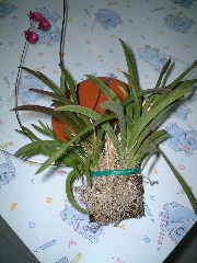 ��һ���ջ�