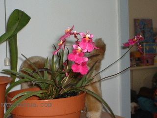 ��һ���ջ�