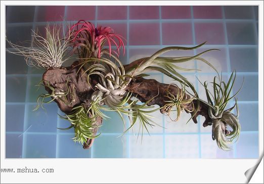 [����]������������������(P12-13���������ޣ�)