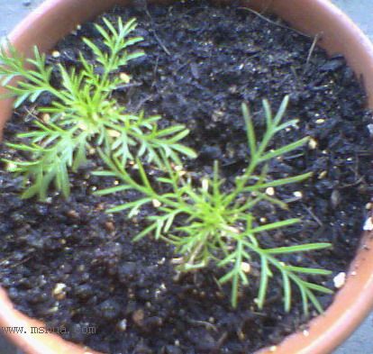 �ﲥ�ɹ�������˹��