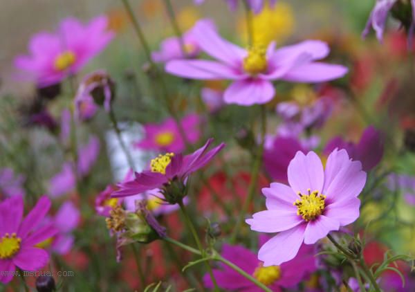 �ﲥ�ɹ�������˹��