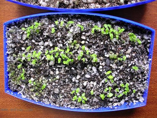 [����]����̦��������