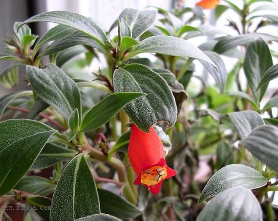 [����]����̦��������