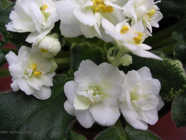 [��ˮ]��������ˮ��