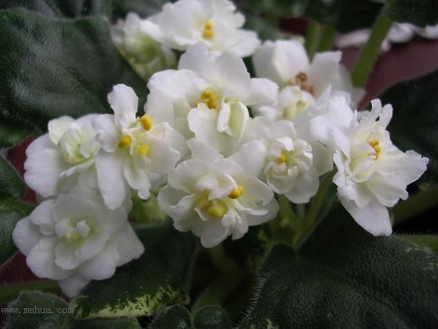 [��ˮ]��������ˮ��