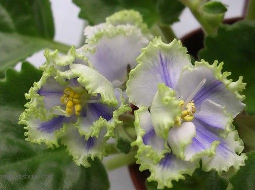 [��ˮ]��������ˮ��